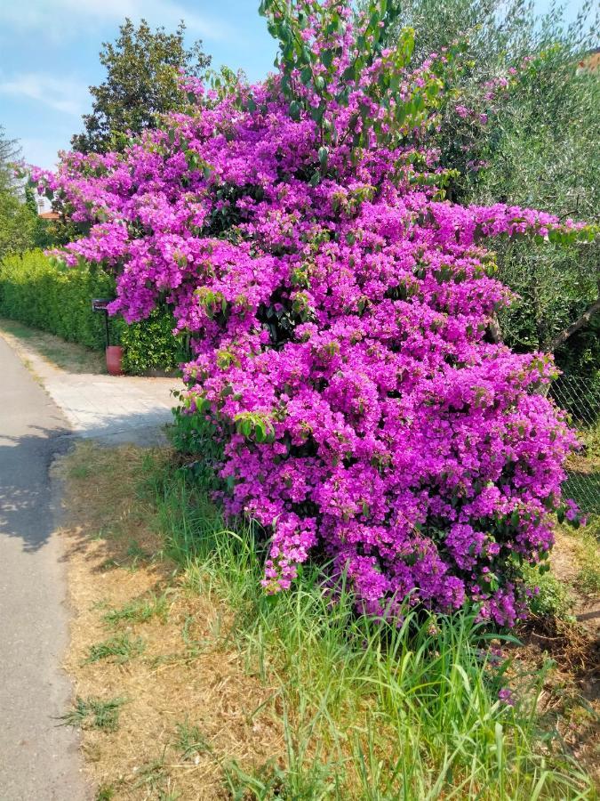 Casa Vacanze “Bouganville” Loc Avane Pisa Vecchiano Luaran gambar